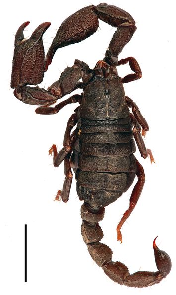 Vorschaubild Scorpiops dastychi Kovařík 2000